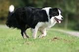 BORDER COLLIE 1396